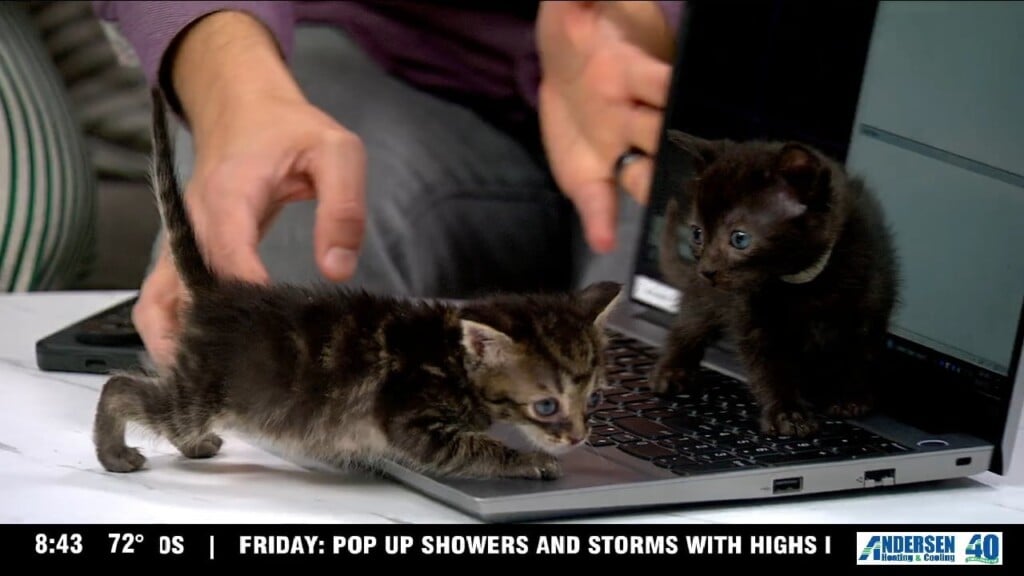 Pet Of The Week: Meet The Kittens!