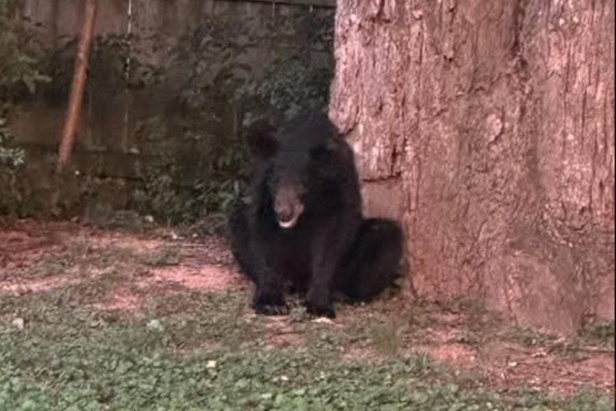 Black Bear Spotted Feature Image