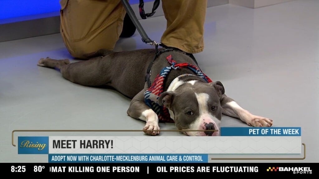 Meet Harry, Our Pet Of The Week