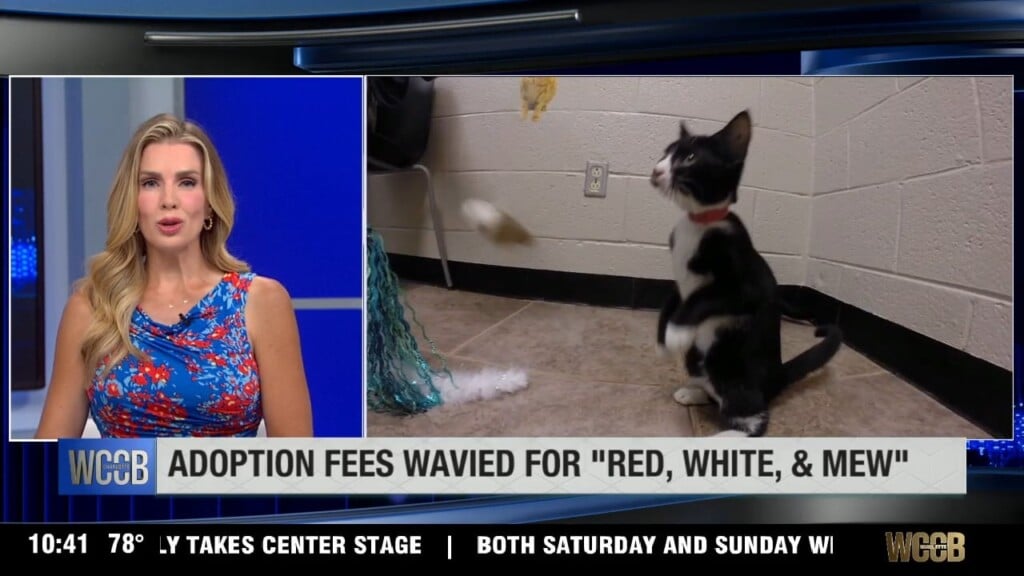 Adoption Fees Waived For "red, White And Mew"