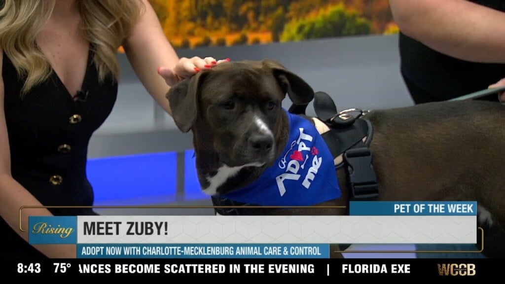 Pet Of The Week: Meet Zuby!