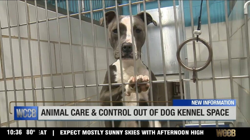 Animal Care And Control Out Of Dog Kennel Space