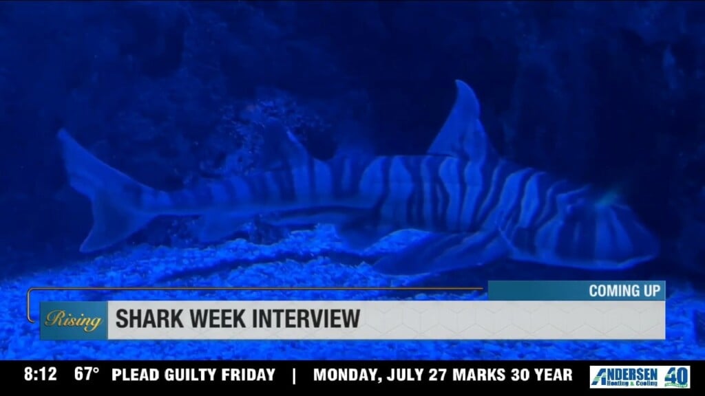 Shark Week At Discovery Place Science
