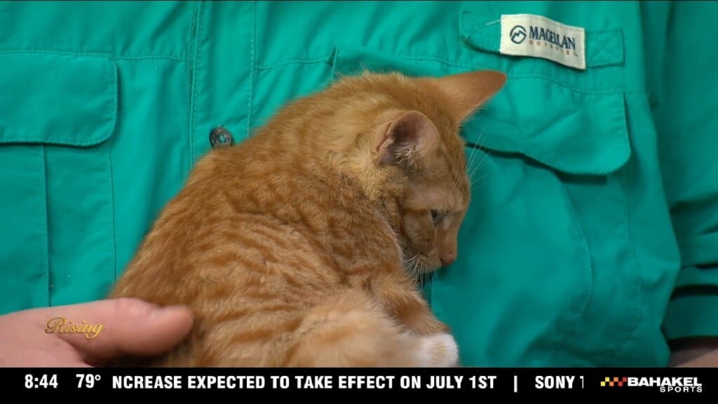 Pet Of The Week: Kitten Available For Adoption