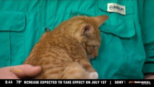 Pet Of The Week: Kitten Available For Adoption