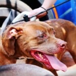Dog Rescued West Charlotte