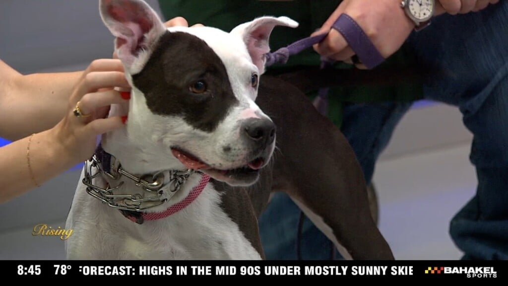 Pet Of The Week: Meet Luna Belle