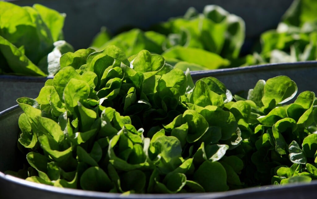 Wilting Lettuce Demand.
