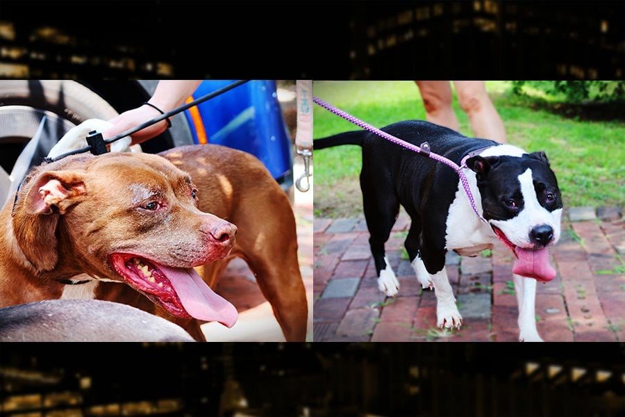 Dogs Rescued West Charlotte House Fire