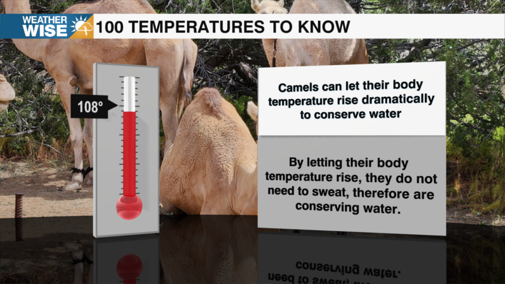 100 Temperatures