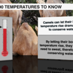 100 Temperatures