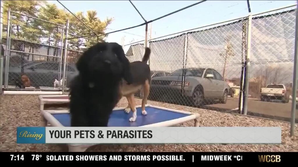 Animals And Parasites