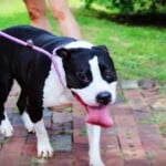 Dog Rescued West Charlotte