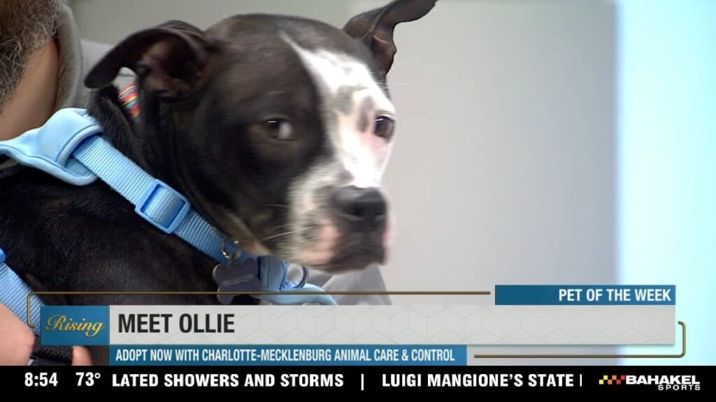 Pet Of The Week: Meet Ollie!
