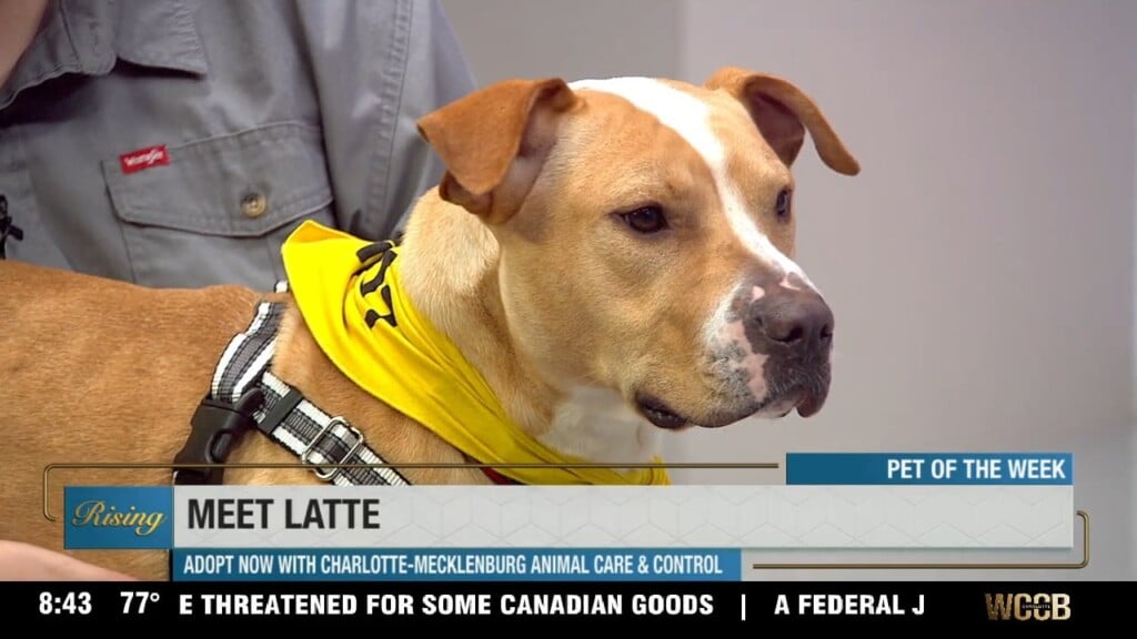 Pet Of The Week: Meet Latte!