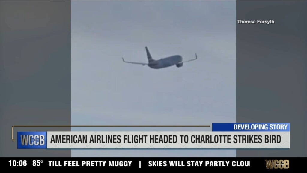 Aa Flight Headed To Charlotte Hits Bird