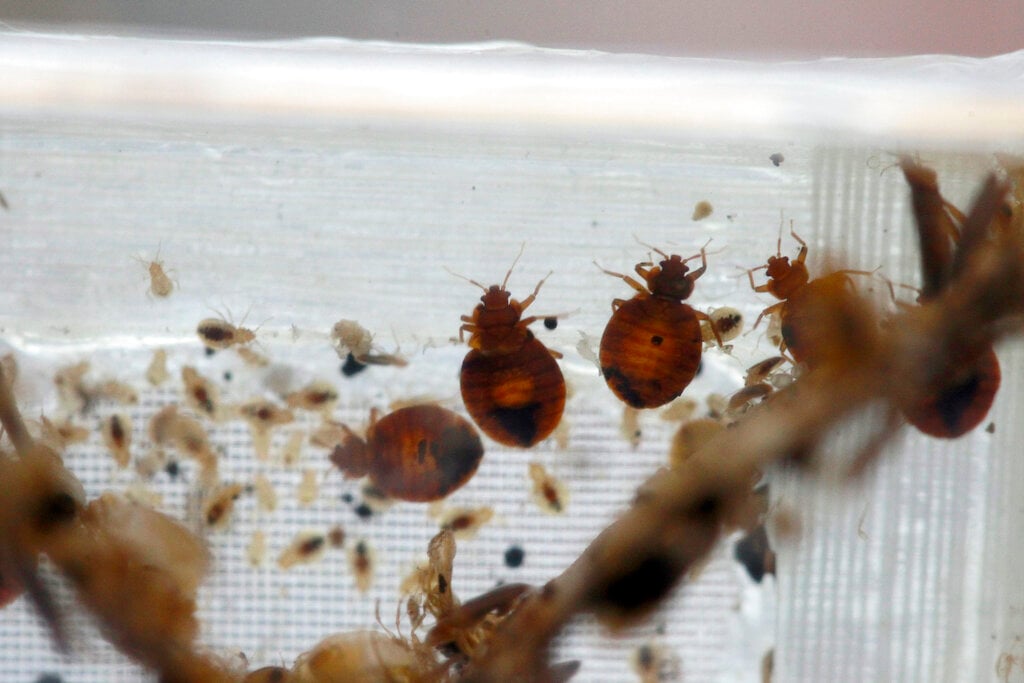 Bedbugs Summit