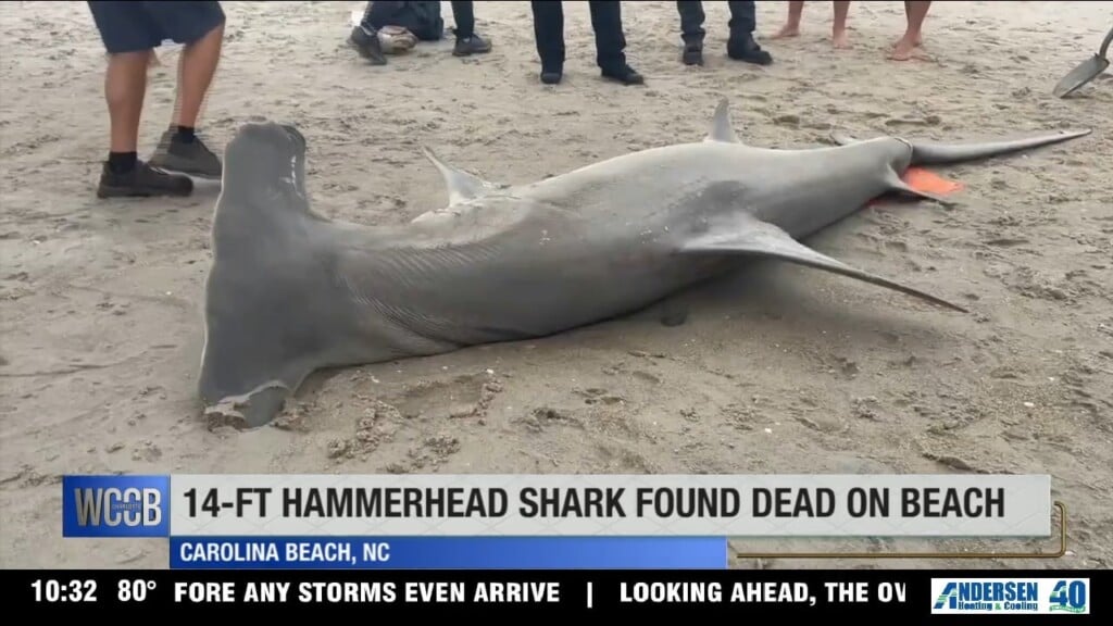 Hammerhead Shark Dead On Nc Beach