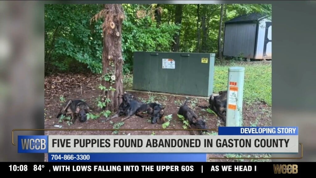 5 Puppies Found Abandoned In Gaston Co.