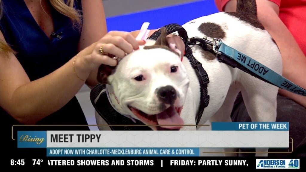 Pet Of The Week: Meet Tippy!