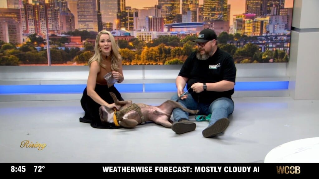 Pet Of The Week: Meet Beanz