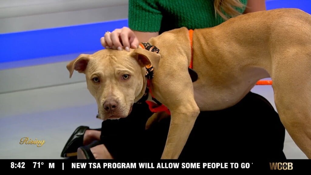 Pet Of The Week: Meet Heyward!