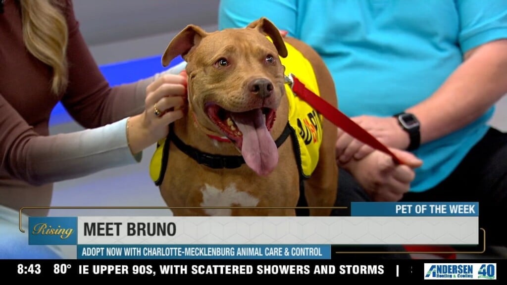 Meet Bruno!
