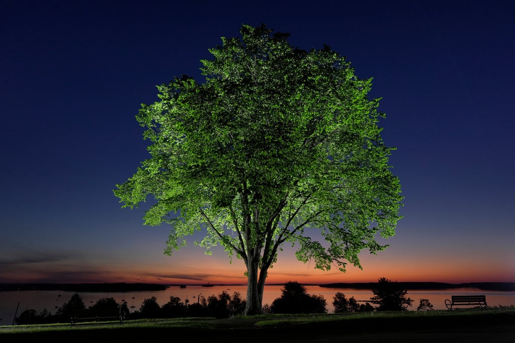 Bringing Back The Elm