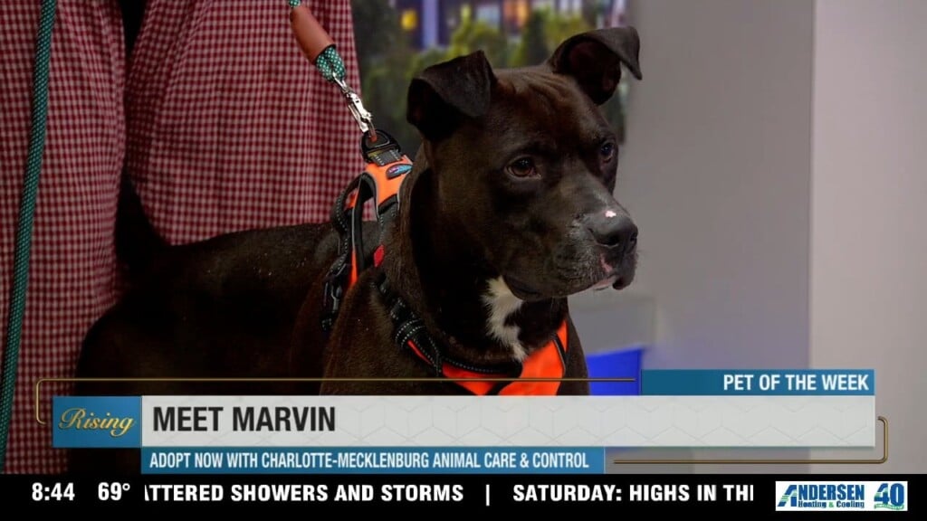 Pet Of The Week: Meet Marvin!