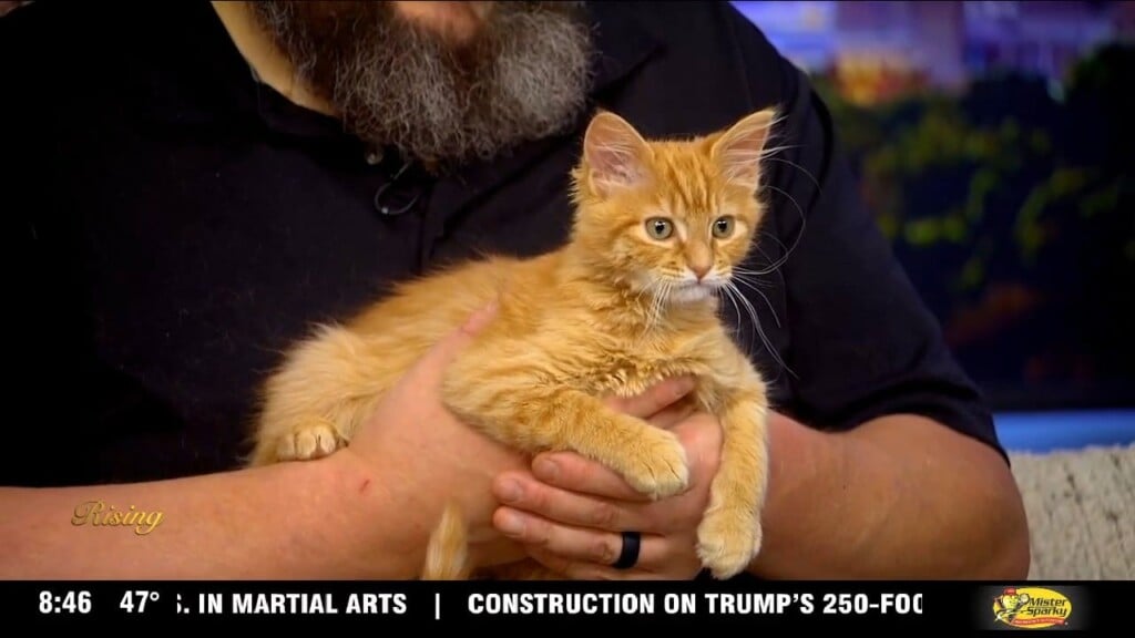 Rising Spotlight: Animal Care & Control Trunk Or Treat