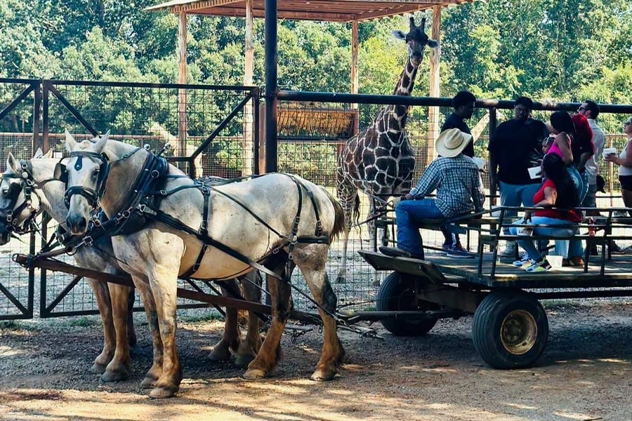 Lazy 5 Ranch Accident