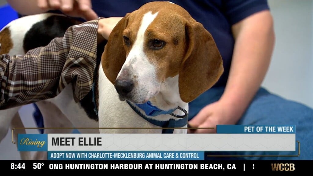 Pet Of The Week: Meet Ellie!