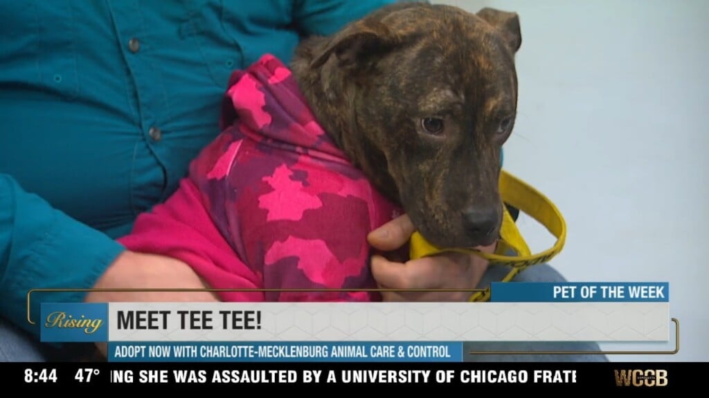 Pet Of The Week: Meet Tee Tee!