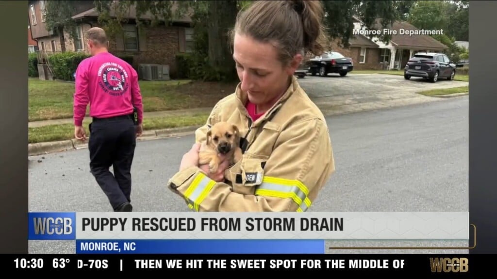 Puppy Rescued From Storm Drain