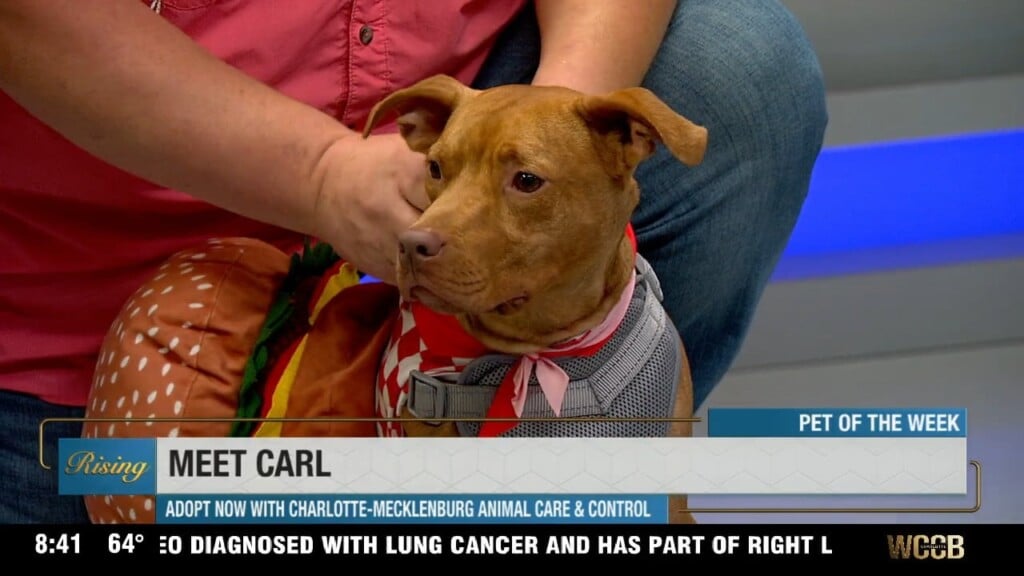 Pet Of The Week: Meet Carl!
