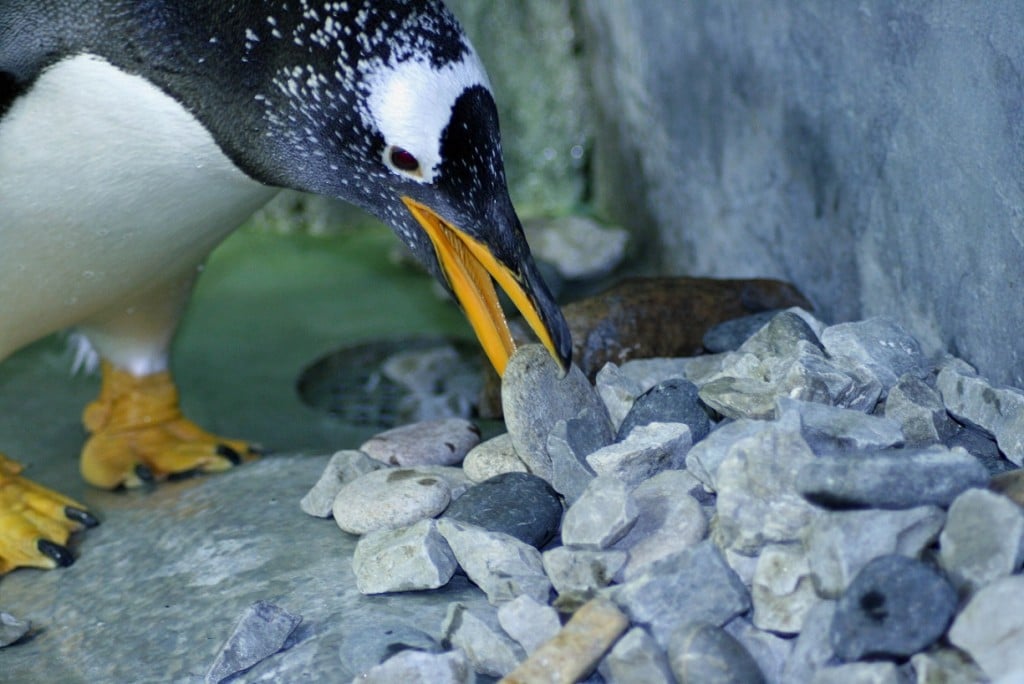 Gentoo Penguin building a nest