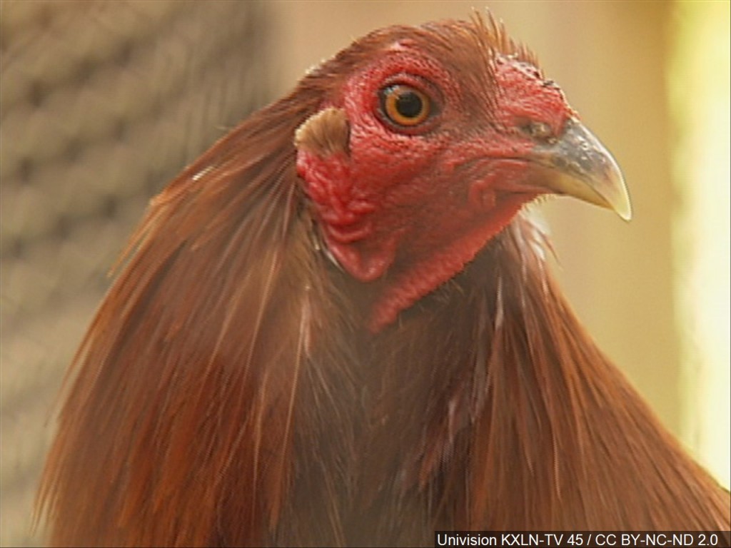 picture of rooster