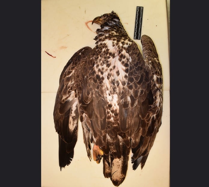 Bald eagle shot in Hamilton County