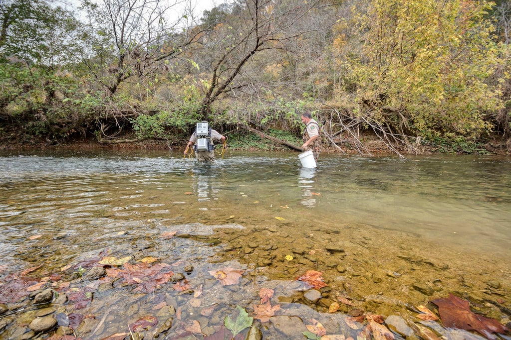 TWRA rangers stocking Blckburn Fork  River