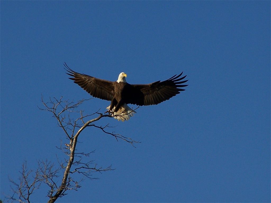 My family and I took a fall boat ride down the Tennesee River looking at the beautiful fall leaves. As we were looking around my brother spotted the bald eagle. As we moved closer I was able to take one picture with him just sitting in the tree but right after that shot this is what I capture with the camera. It the most beautiful picture of a bald eagle taking flight I have ever seen. They are such beautiful powerful birds no wonder that is a National bird. I hope ever one enjoys these picture as I did taking it.