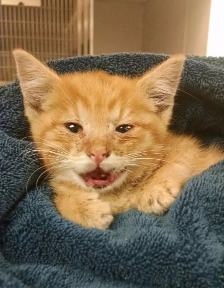 his name is Pixel
