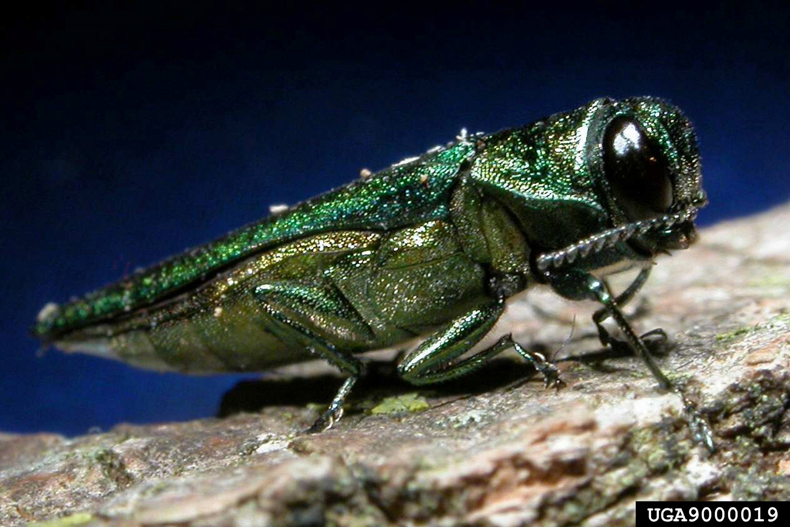 Emerald Ash Borer Quarantine Expanded - WDEF