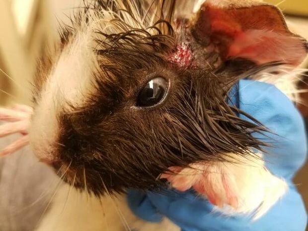 petsmart-guinea-pig-peggy-602x452-1.jpg 