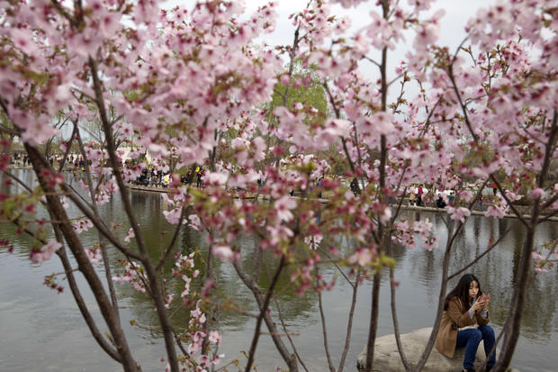 A woman rests near blooming cherry trees at the Yuyuantan park during its annual Cherry Blossoms Culture Festival held in Beijing