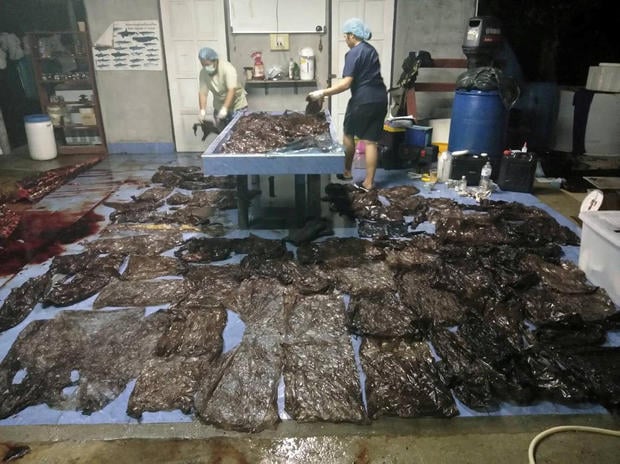 Still image from a video footage shows up to 80 plastic bags extracted from within a whale 
