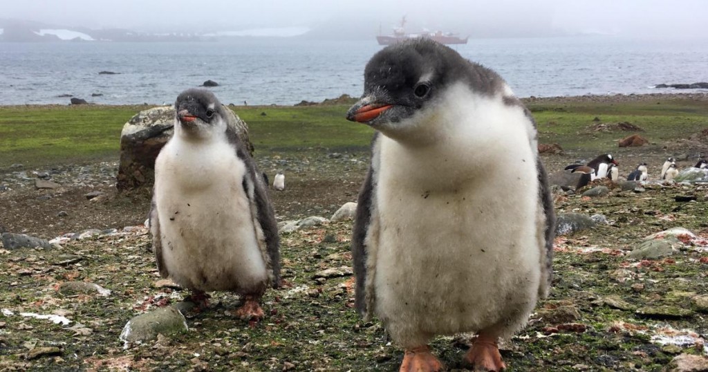 Two young Gentoo penguins look at the camera on Ardley Island