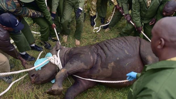 Kenya Wildlife Services (KWS) translocation team members assist a sedated female black rhinoceros into a safer position before loading the animal into a transport crate as it is one of the three individuals about to be translocated