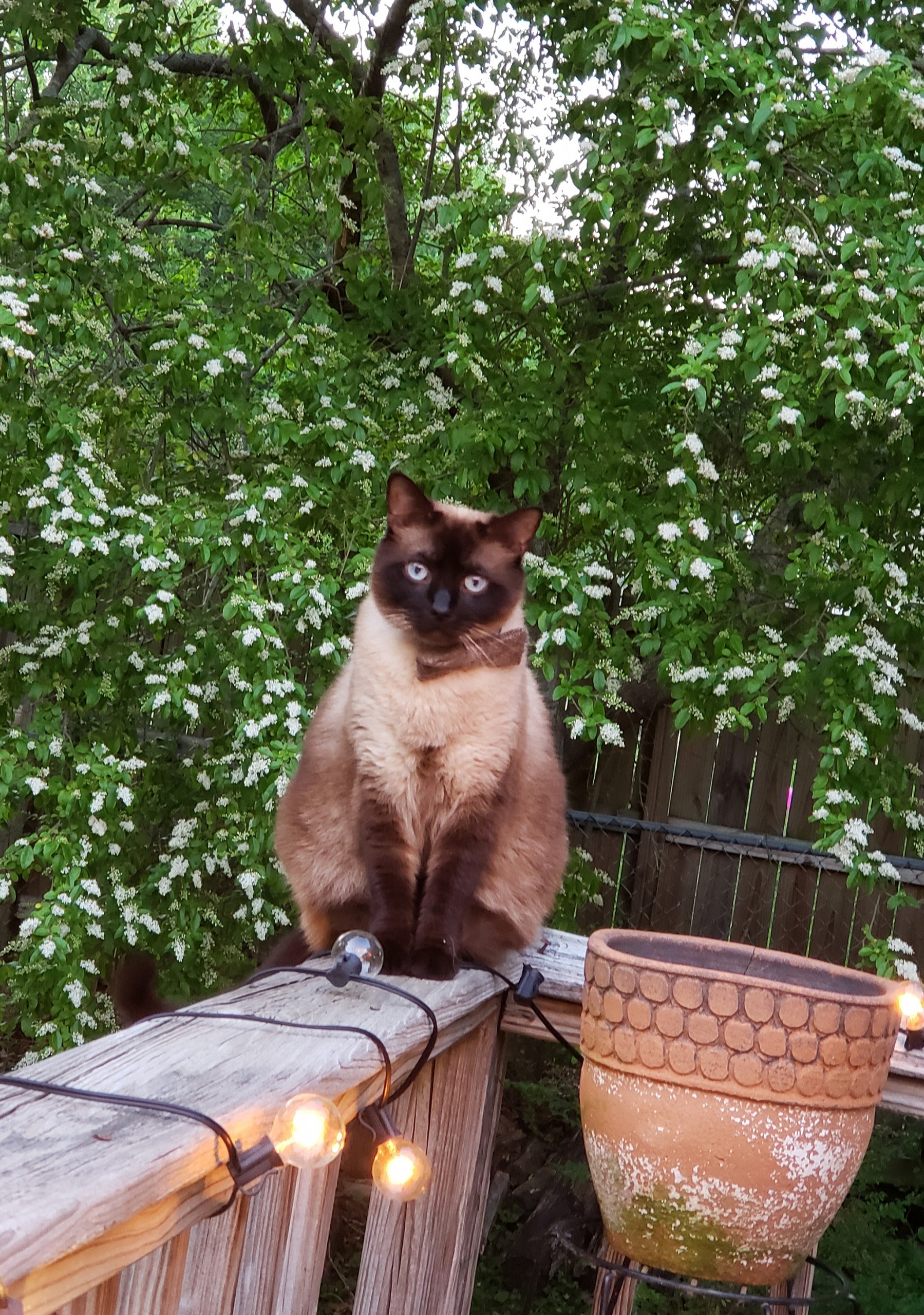 Lost Siamese Cat WDEF