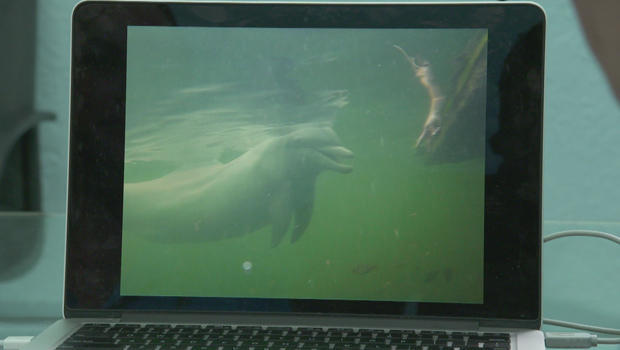 dolphin-command-to-call-calf-620.jpg 