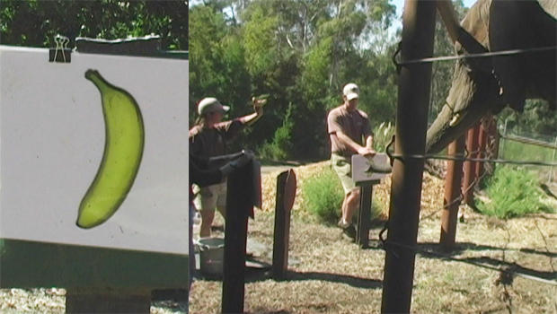 donna-intelligence-test-banana-620.jpg 